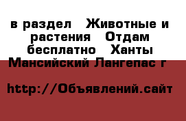  в раздел : Животные и растения » Отдам бесплатно . Ханты-Мансийский,Лангепас г.